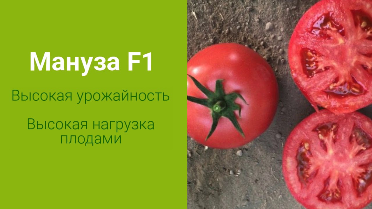 картинка Семена розового томата Мануза F1 от магазина Заурожай.рф