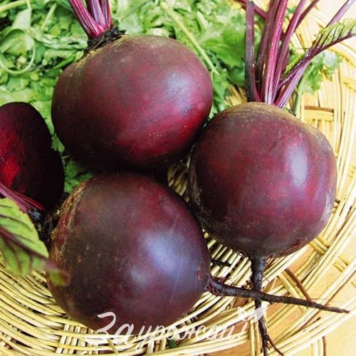 картинка Семена свеклы Кестрел F1 от магазина Заурожай.рф