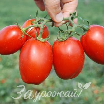 картинка Семена томата Петраросса F1 от магазина Заурожай.рф