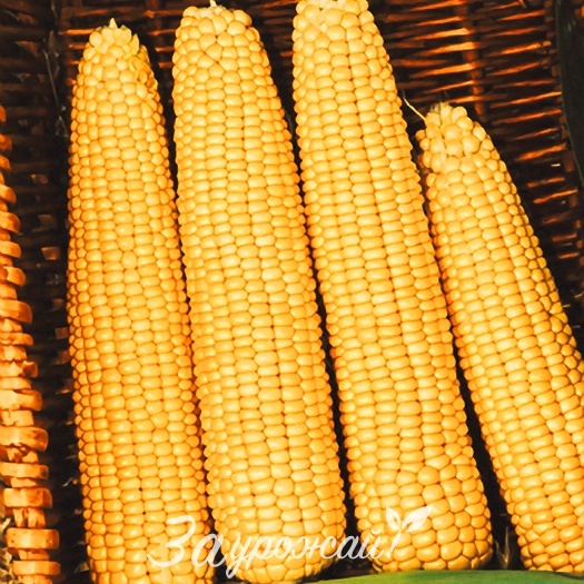 картинка Семена кукурузы Мегатон F1 от магазина Заурожай.рф