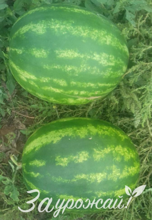 картинка Семена арбуза Тюрк F1 от магазина Заурожай.рф