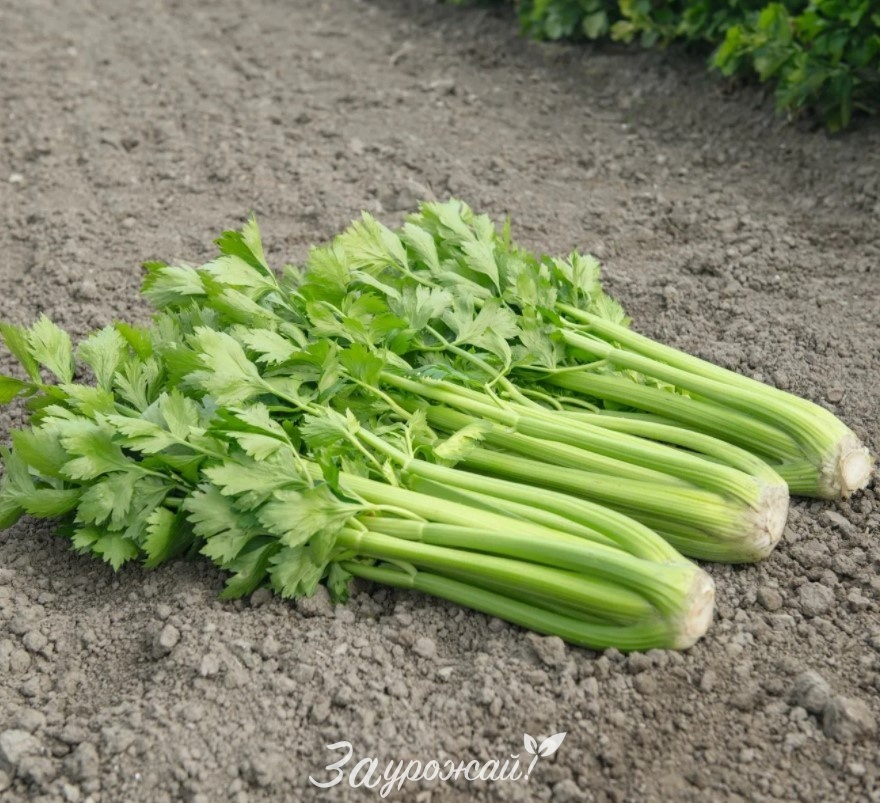 картинка Семена сельдерея черешкового Бодрость (Поиск) от магазина Заурожай.рф