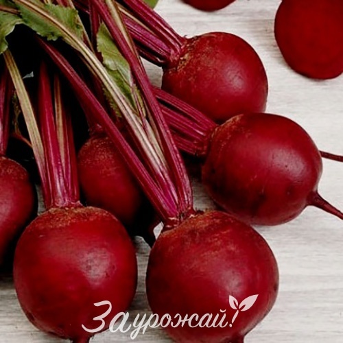 картинка Семена свеклы Ронда F1 от магазина Заурожай.рф