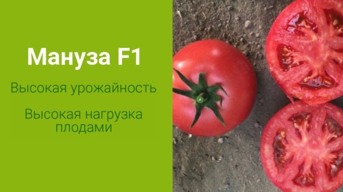 картинка Семена розового томата Мануза F1 от магазина Заурожай.рф