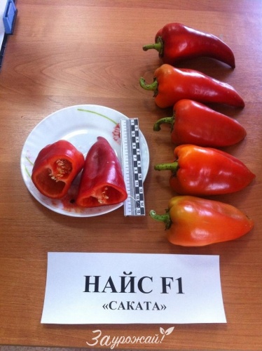 картинка Семена перца Найс F1 от магазина Заурожай.рф
