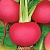 картинка Семена дайкона Мисато Ред от магазина Заурожай.рф